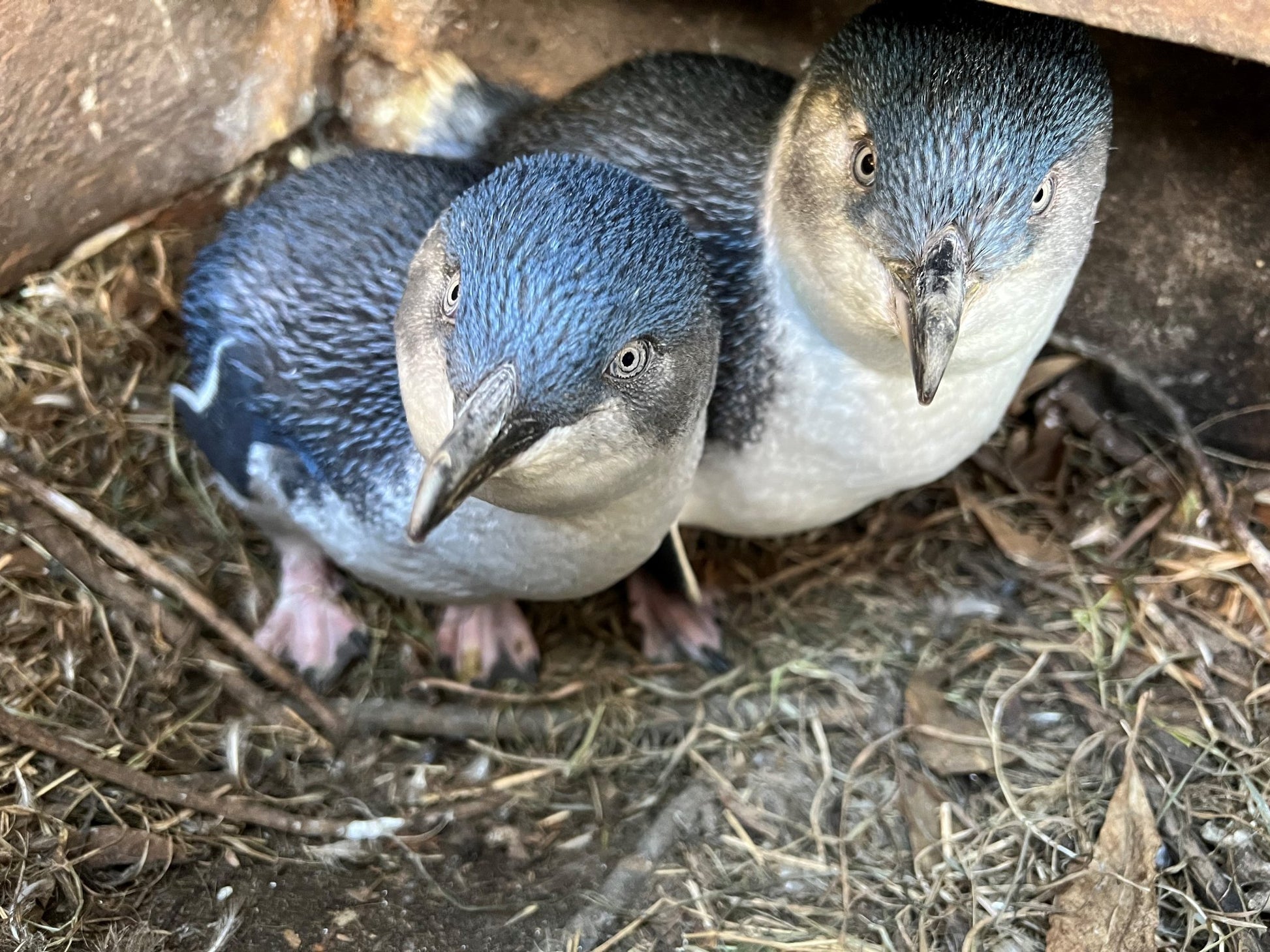 The Blue Penguin Colony - Whats on NZ