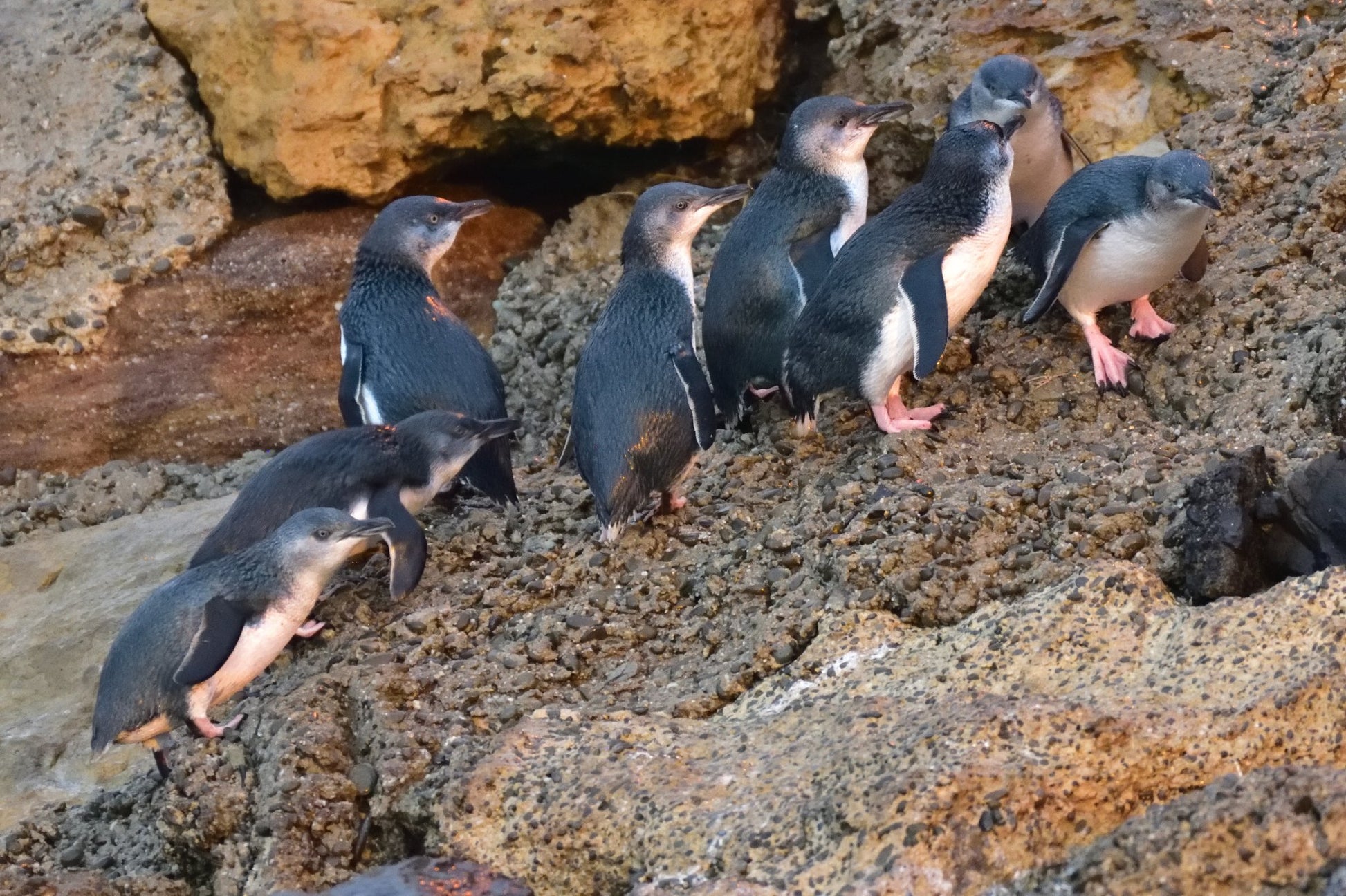 The Blue Penguin Colony - Whats on NZ